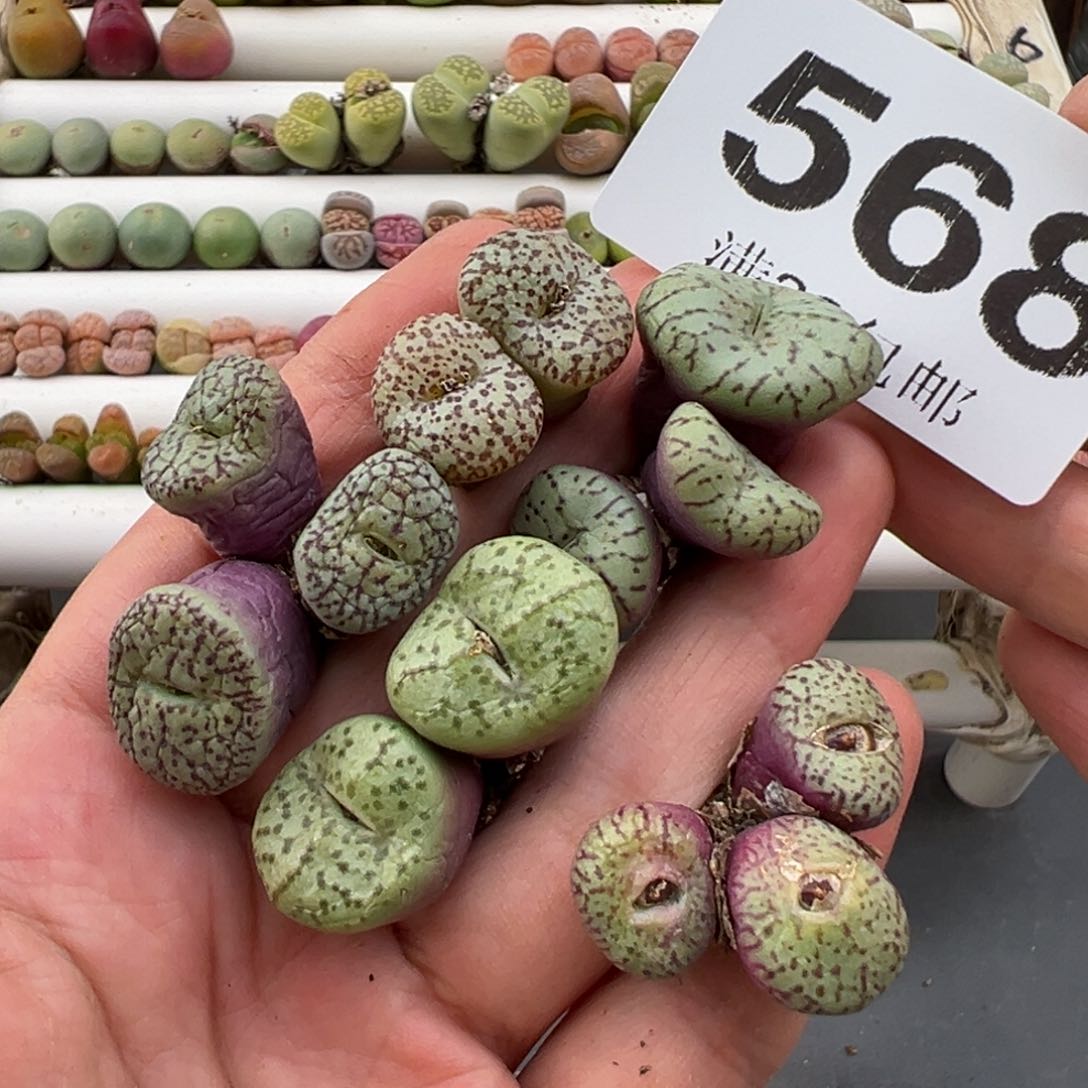 3.8好看的多肉脱土发货568