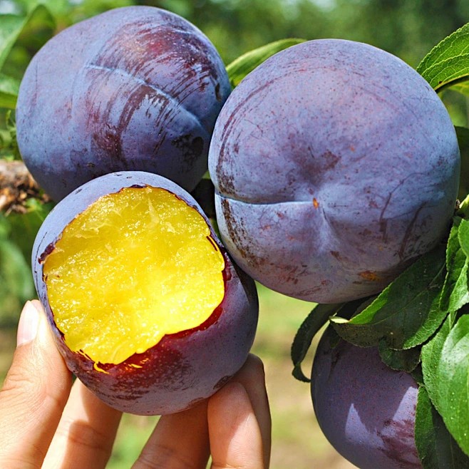 【新鲜上市】陕西黑布林李子现摘现发酸甜脆爽当季新鲜水果
