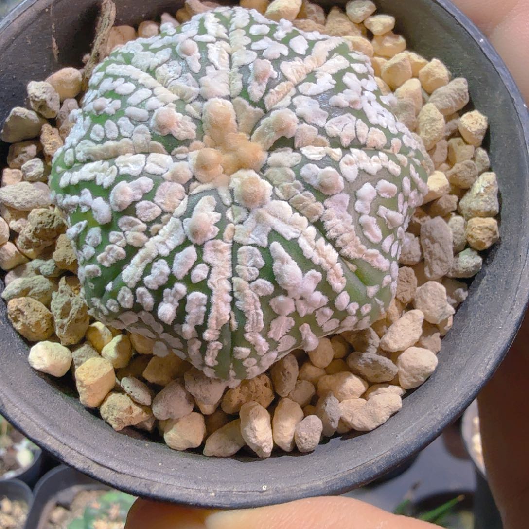 优选海星超多肉植物