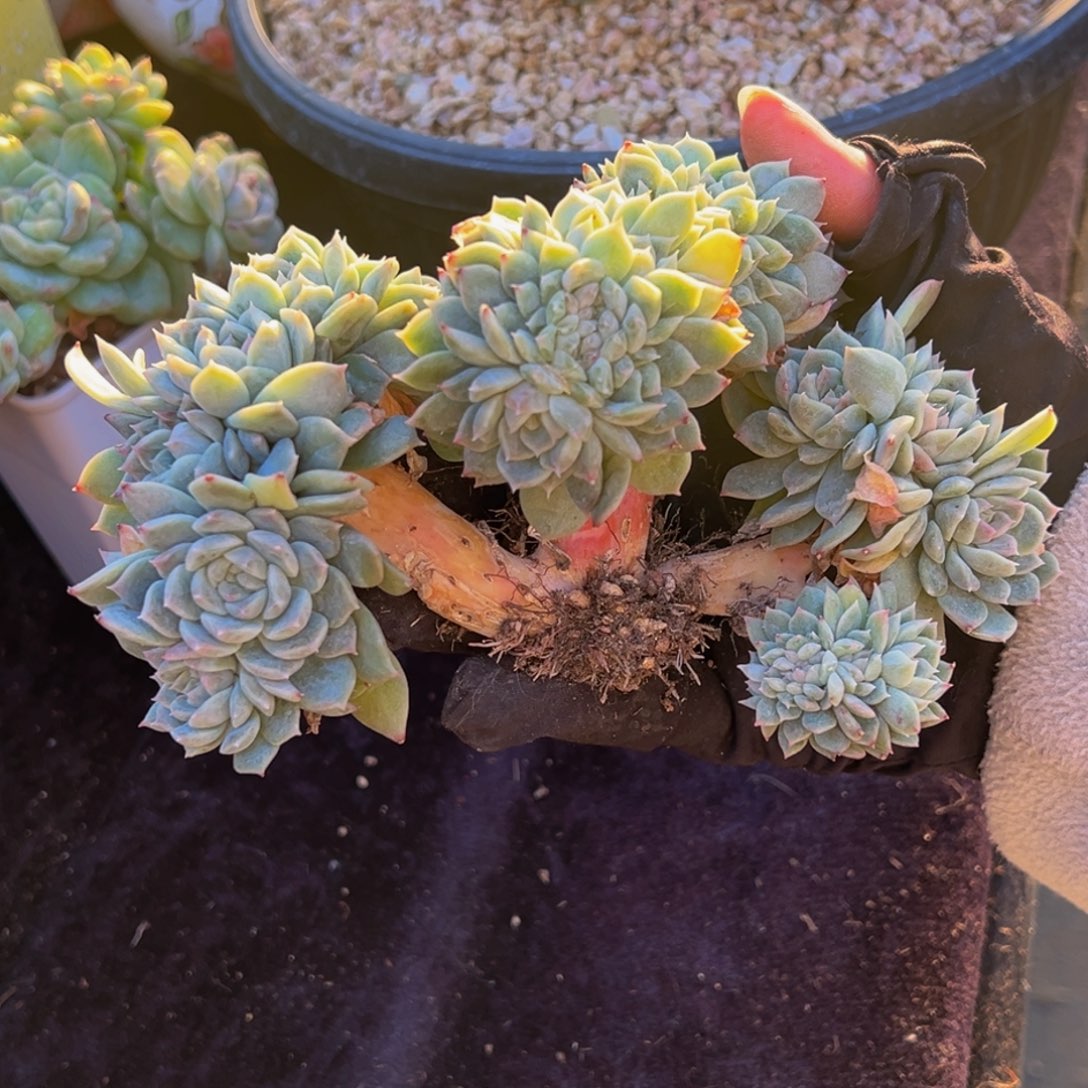 白体秘境23朵朵缀微瑕
