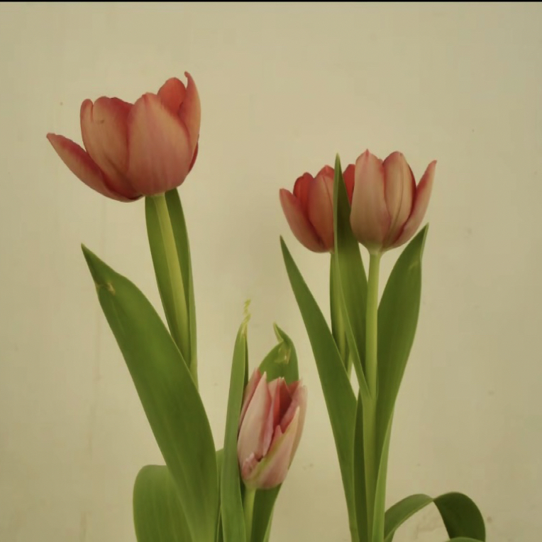 【宇宙郁金香】全场任意两单顺丰冷链包邮，0度以下必拍保温棉！