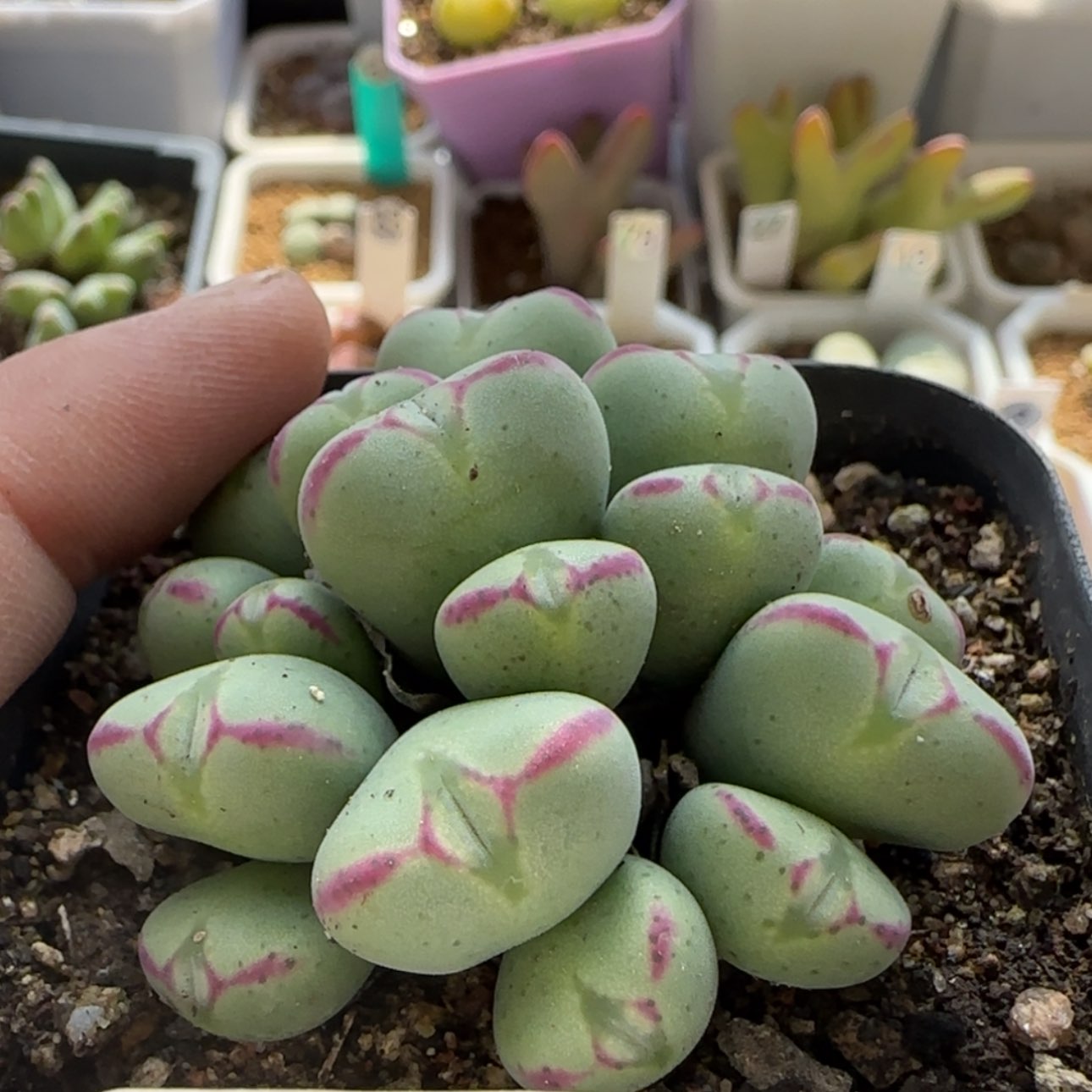 【闪购商品】8090