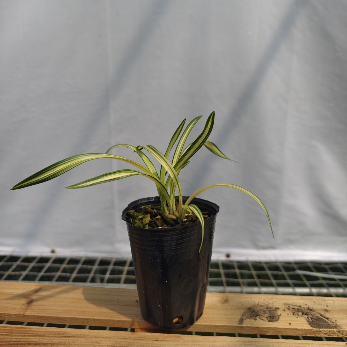 高端艺草春兰中透套叶兰花卉绿植盆栽原盆原土发货矮种包邮