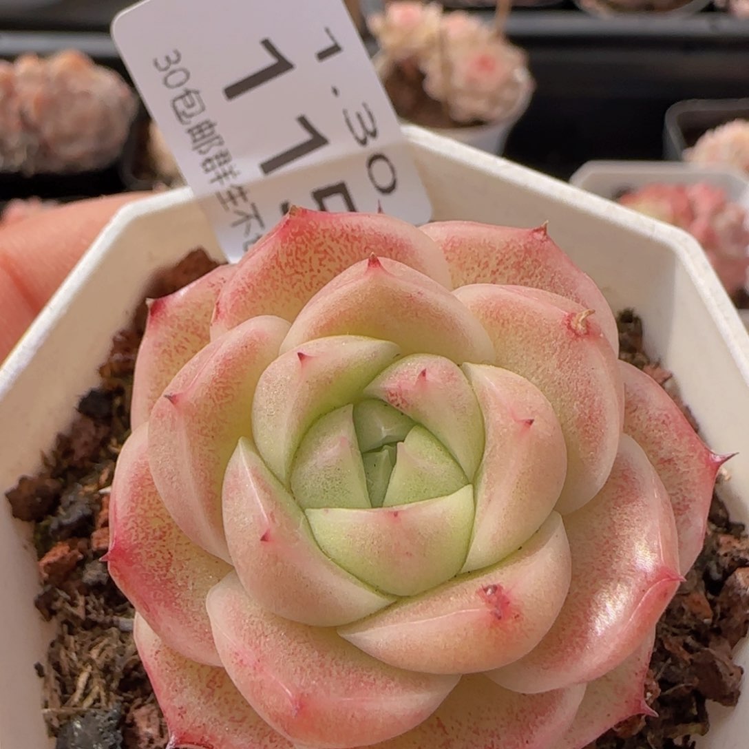 麦秆单头一颗脱土