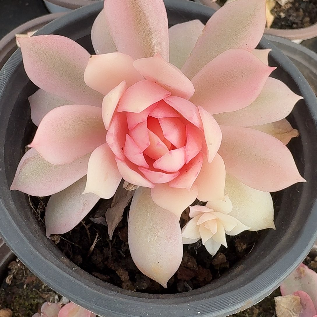 粉蝶溏心一物一拍