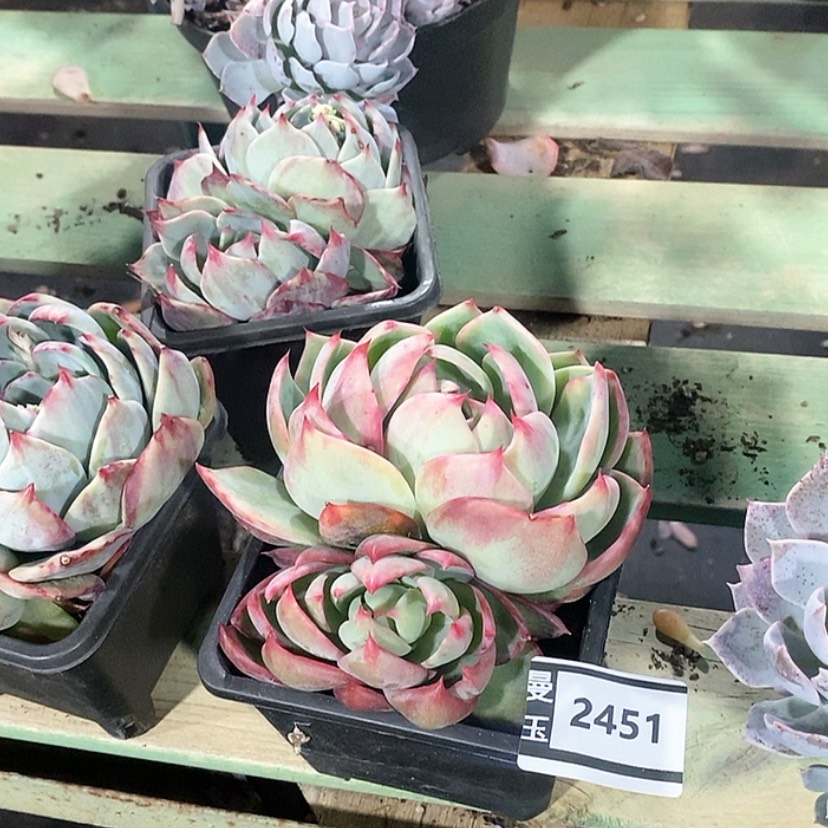 【闪购商品】惊鸿仙子2451