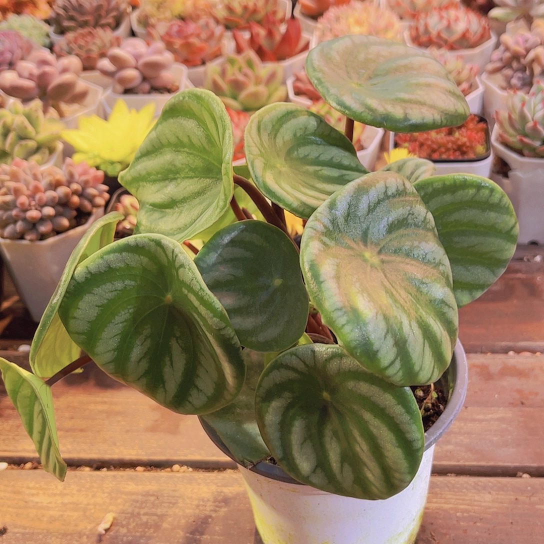 西瓜皮11111111111111111111