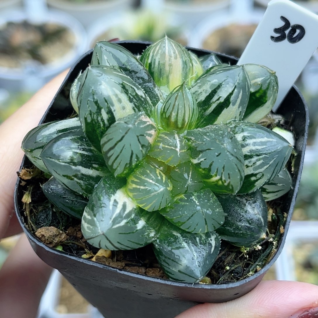 30双头龙爪玉露锦福利专场