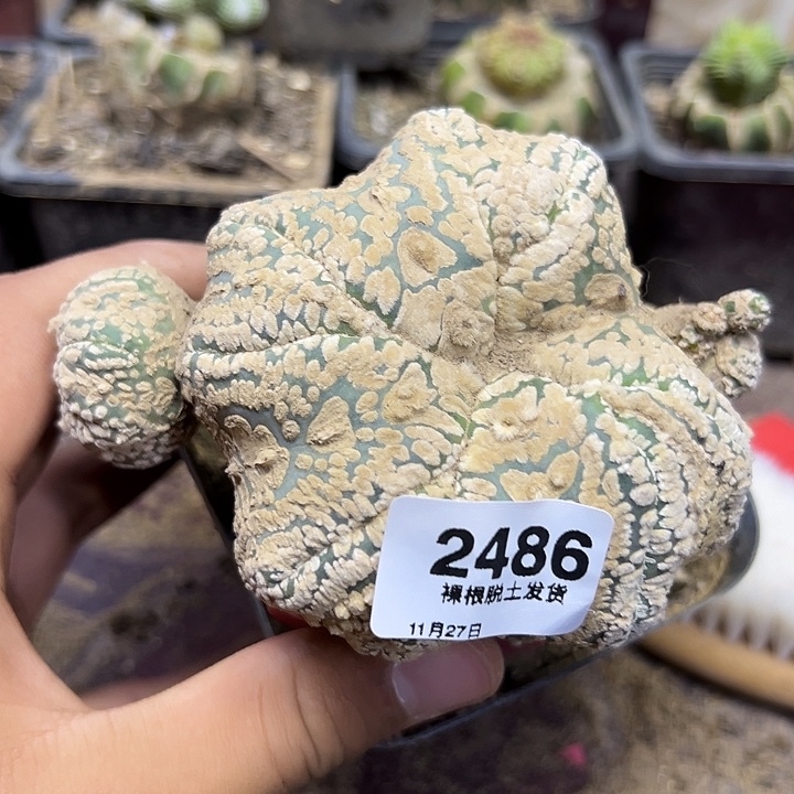 2486号草球嫁接v字兜