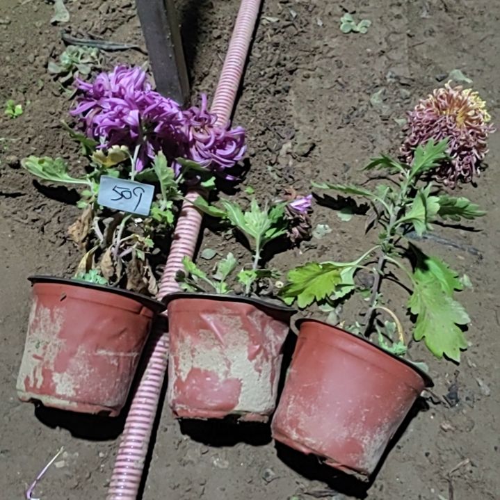 完全开放土球发货老根无售后一物一拍509