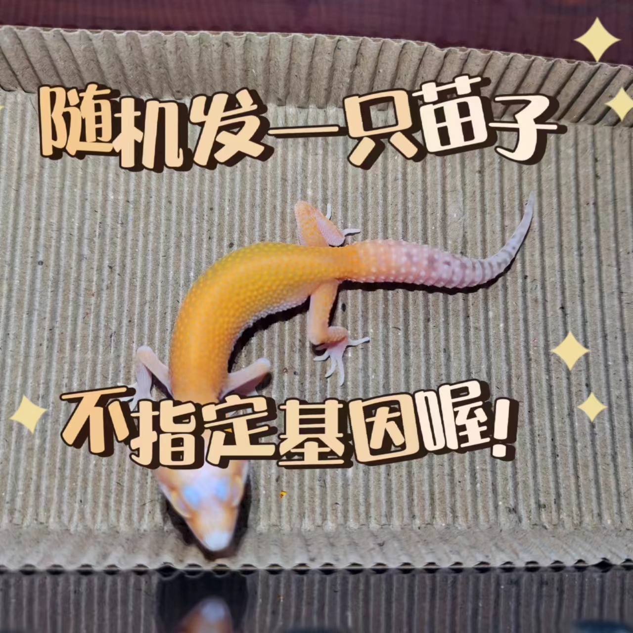 豹纹守宫幼体活体温顺适合新手的可爱宠物懒人桌面宠物随机发