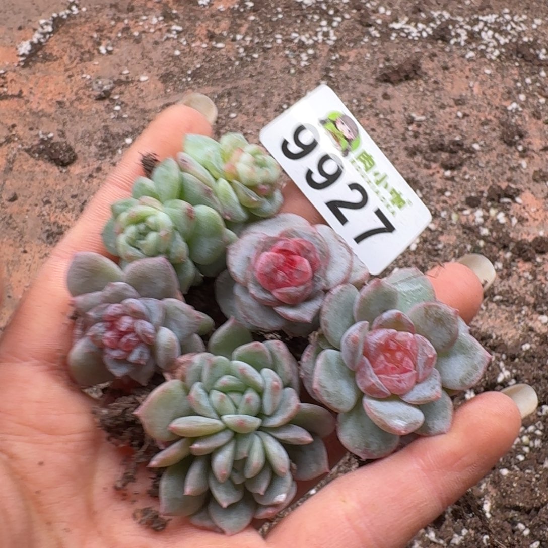 蜜***兔多肉植物多肉植物