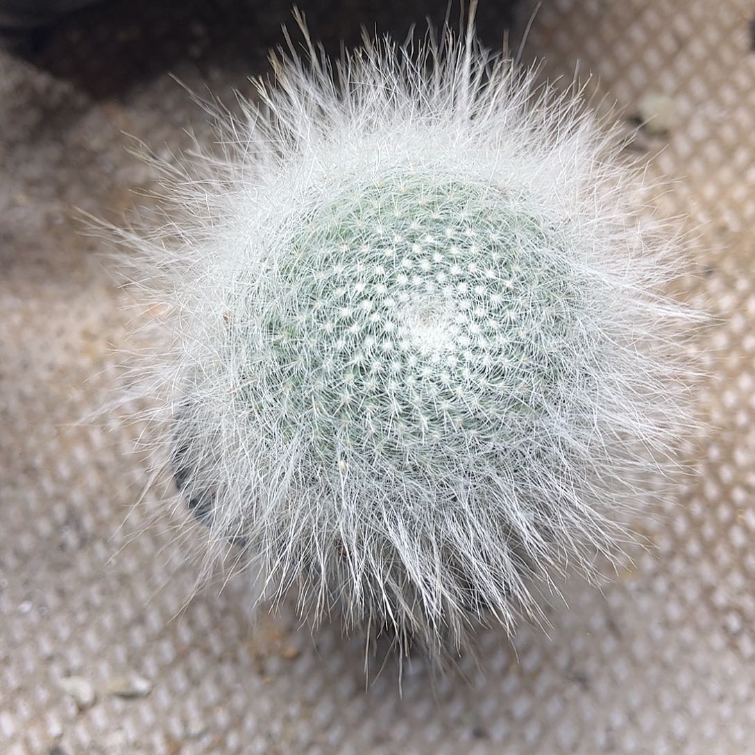 不***此无花朵血缘欲问一颗