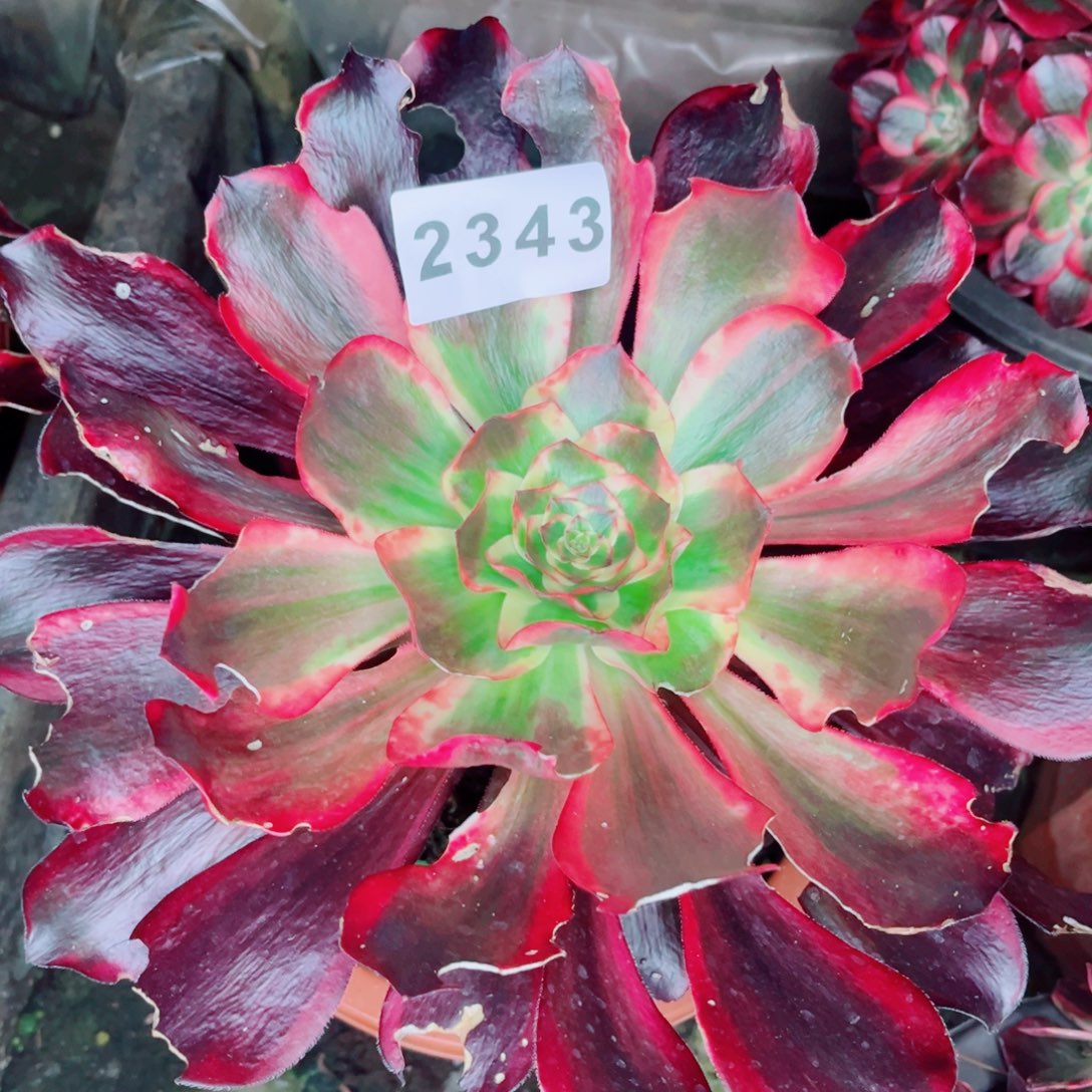 无毒白锦多肉发货