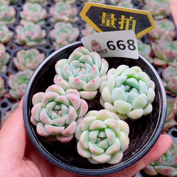多肉植物多肉植物