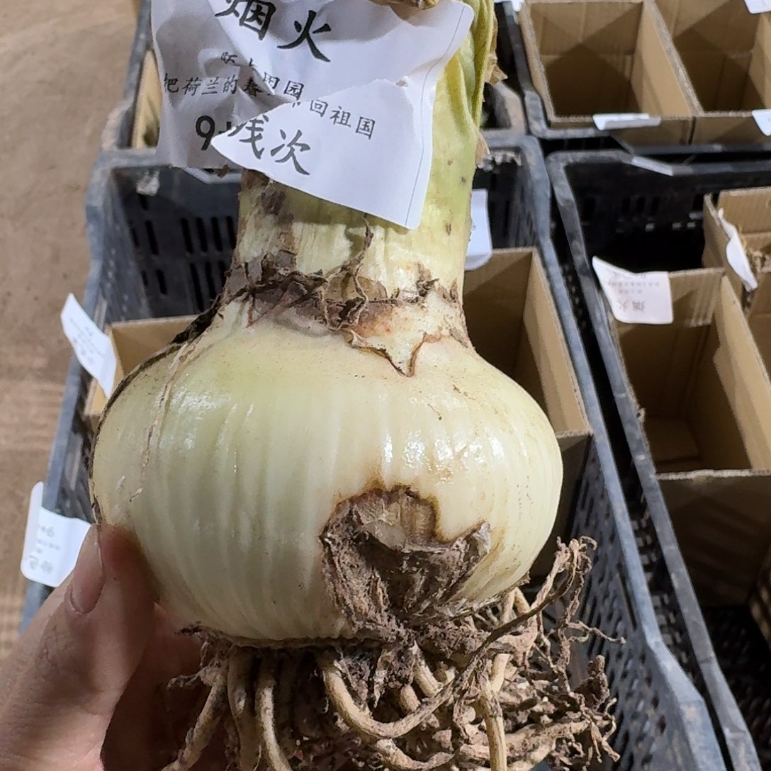 烟火9+残次不包养护