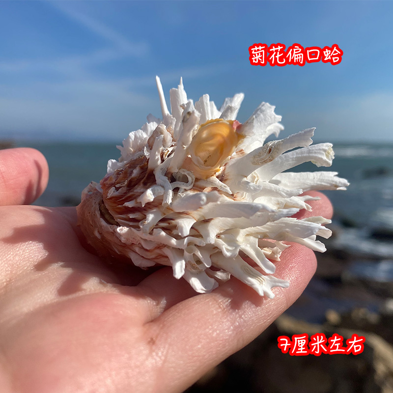 稀有天然白菊蛤海菊蛤贝壳标本可用于水族箱鱼缸及家居橱窗造景