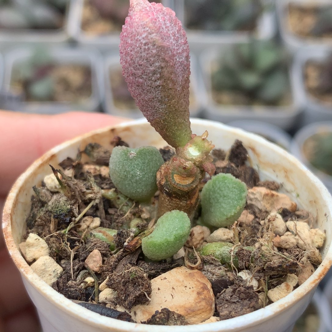 彩虹木质桩一物一拍