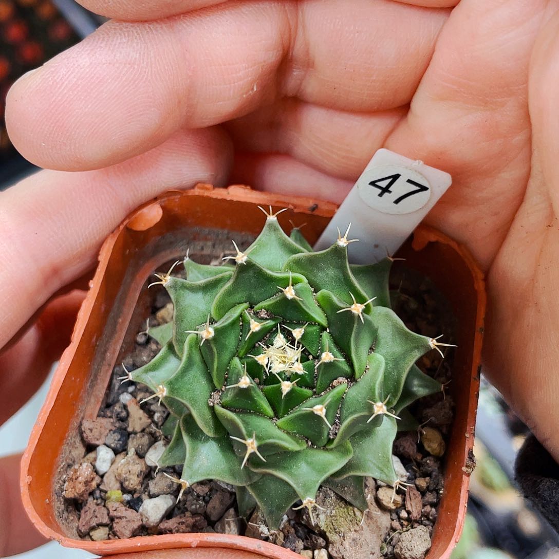 非偏远地区满25包邮仙人球