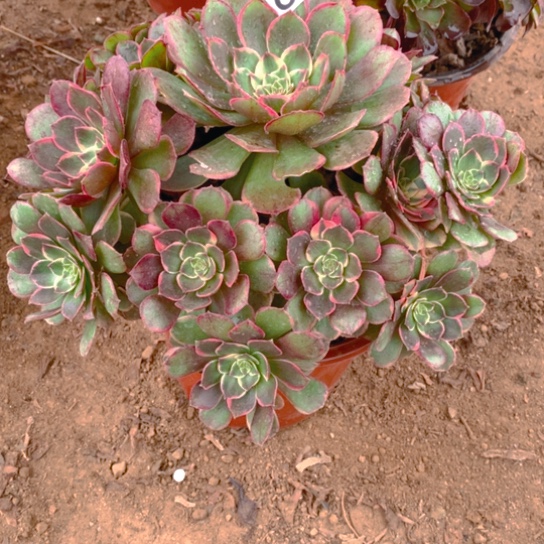 无花朵657粉花妖多肉植物