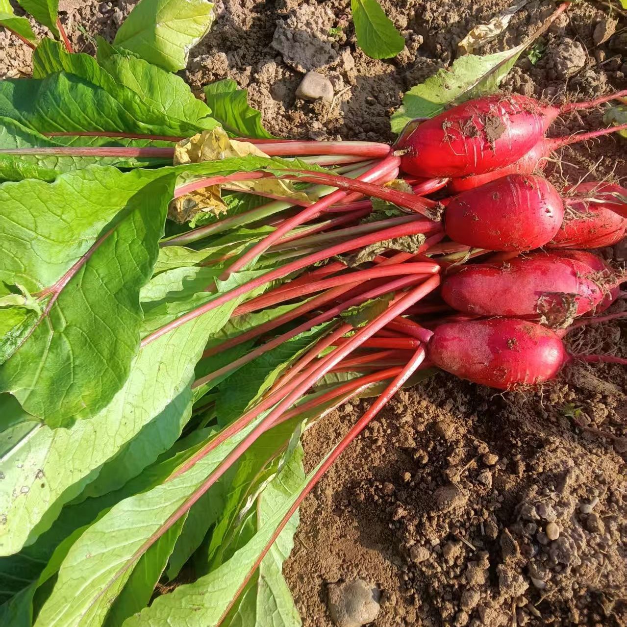 贵州农家露天新鲜红萝卜菜带叶新鲜蔬菜水果萝卜可以泡菜现摘包邮