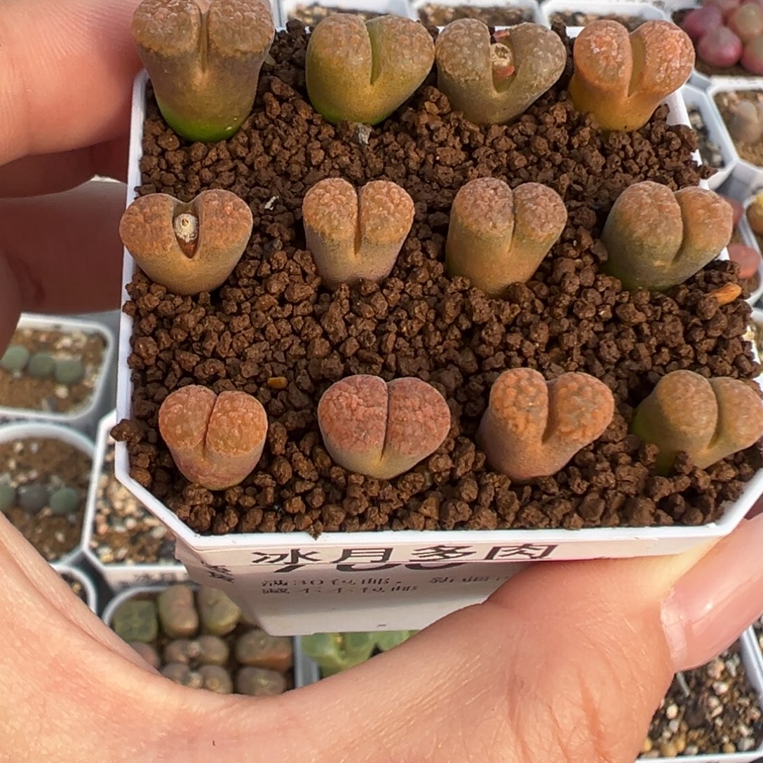 763蛋糕风铃裸根发货