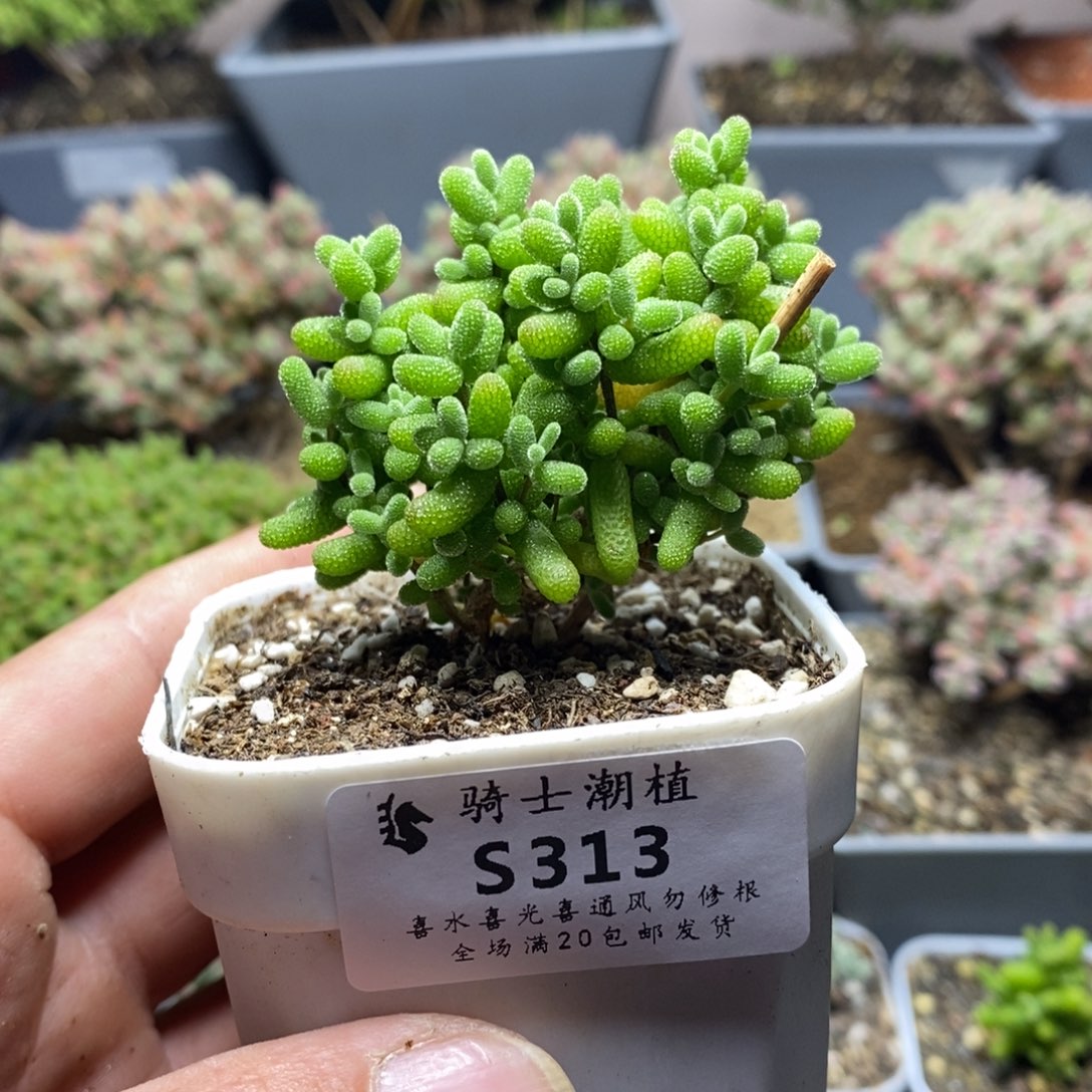 313金桔糖球枝干