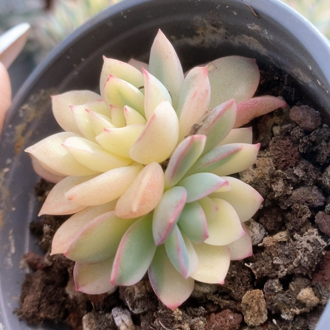 059雨燕座锦锦锦锦锦锦锦