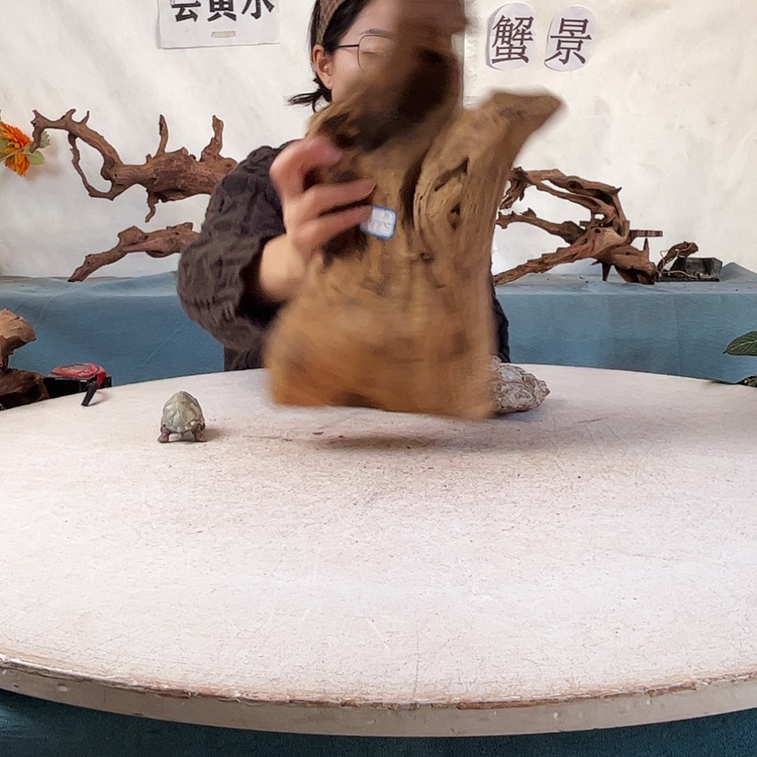 沉木造景寄居蟹造景