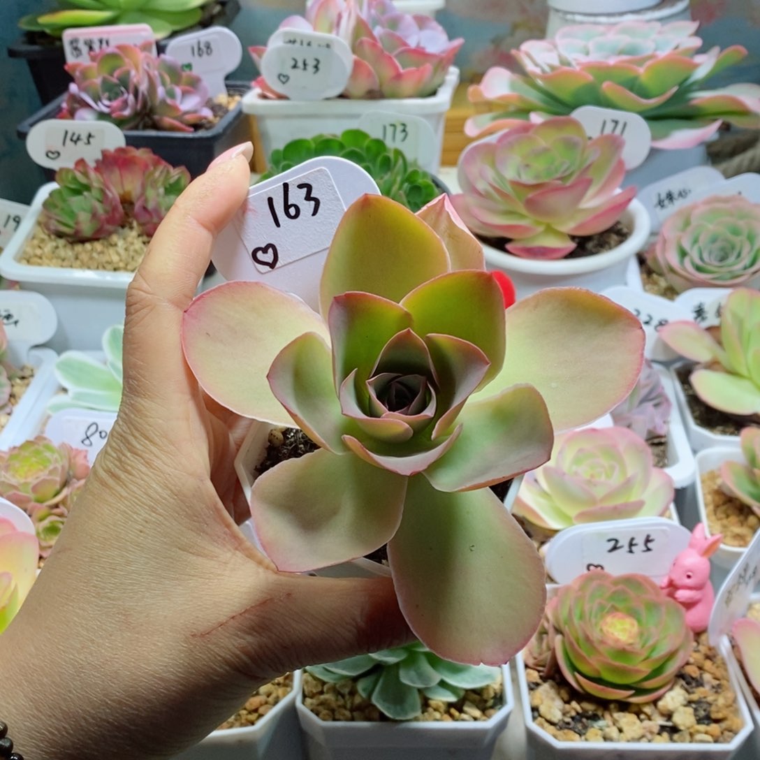 粉色大帕。   163。