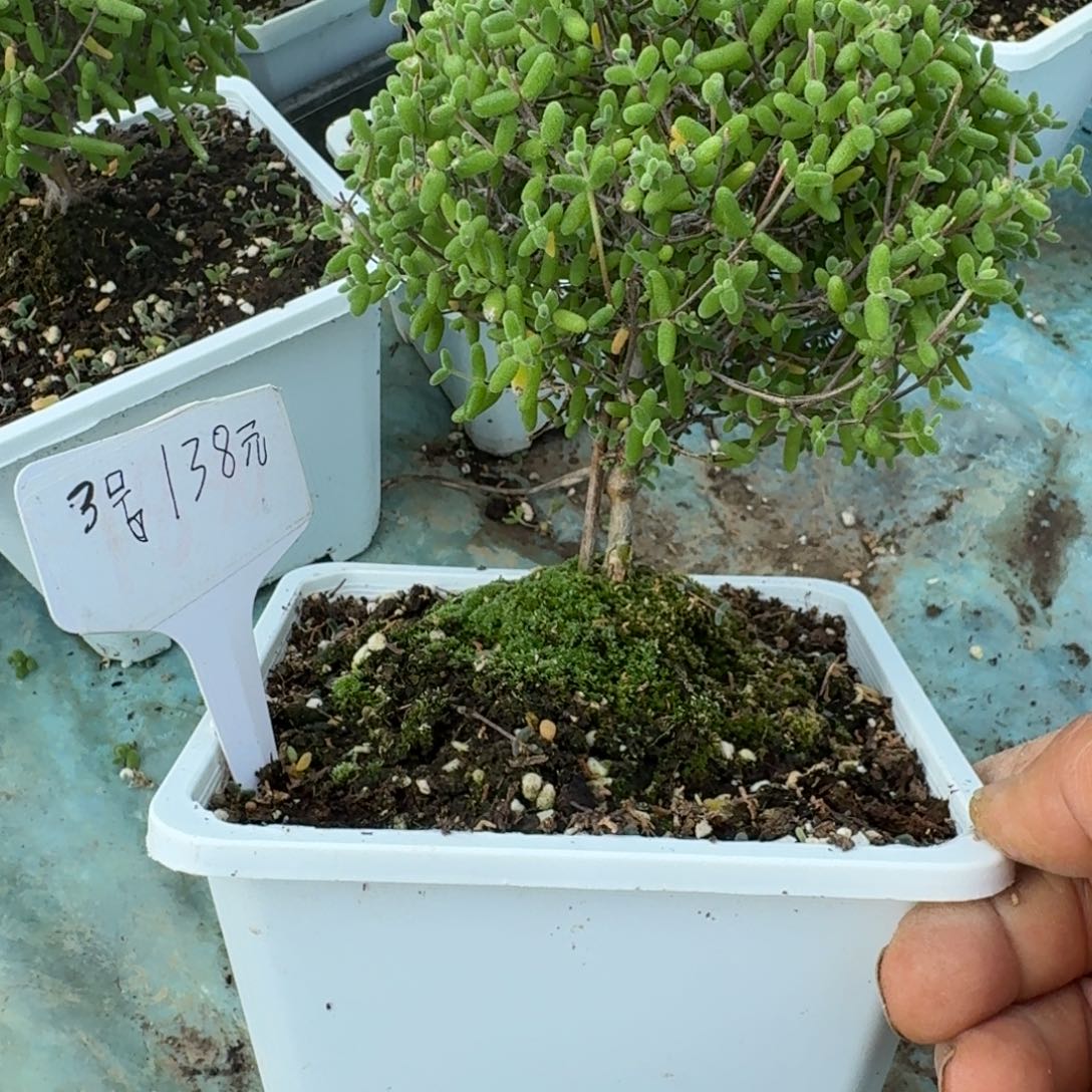 老桩糖球糊斑带盆带土发