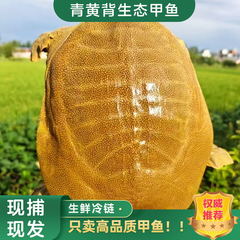 外塘鲜活老鳖生态青黄大甲鱼野养中华团鱼正宗纯天然散养王八包邮