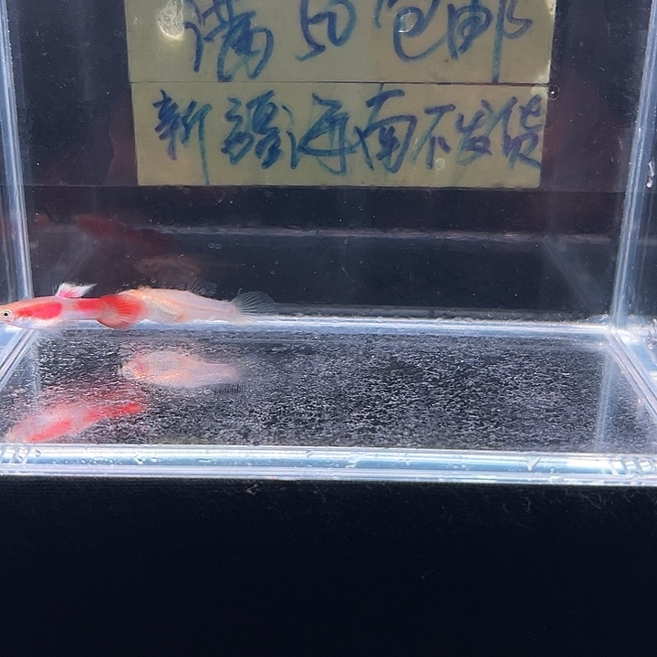 孔雀鱼火炬茅尾孔雀鱼
