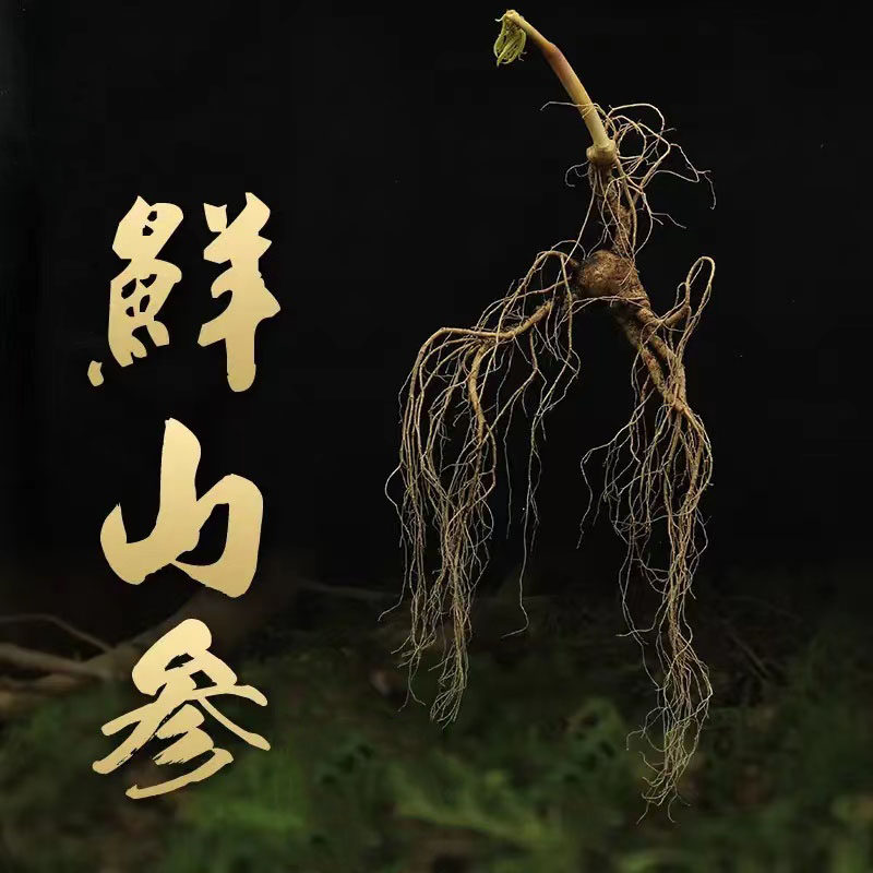 东北长白山林下山参直播改价链接