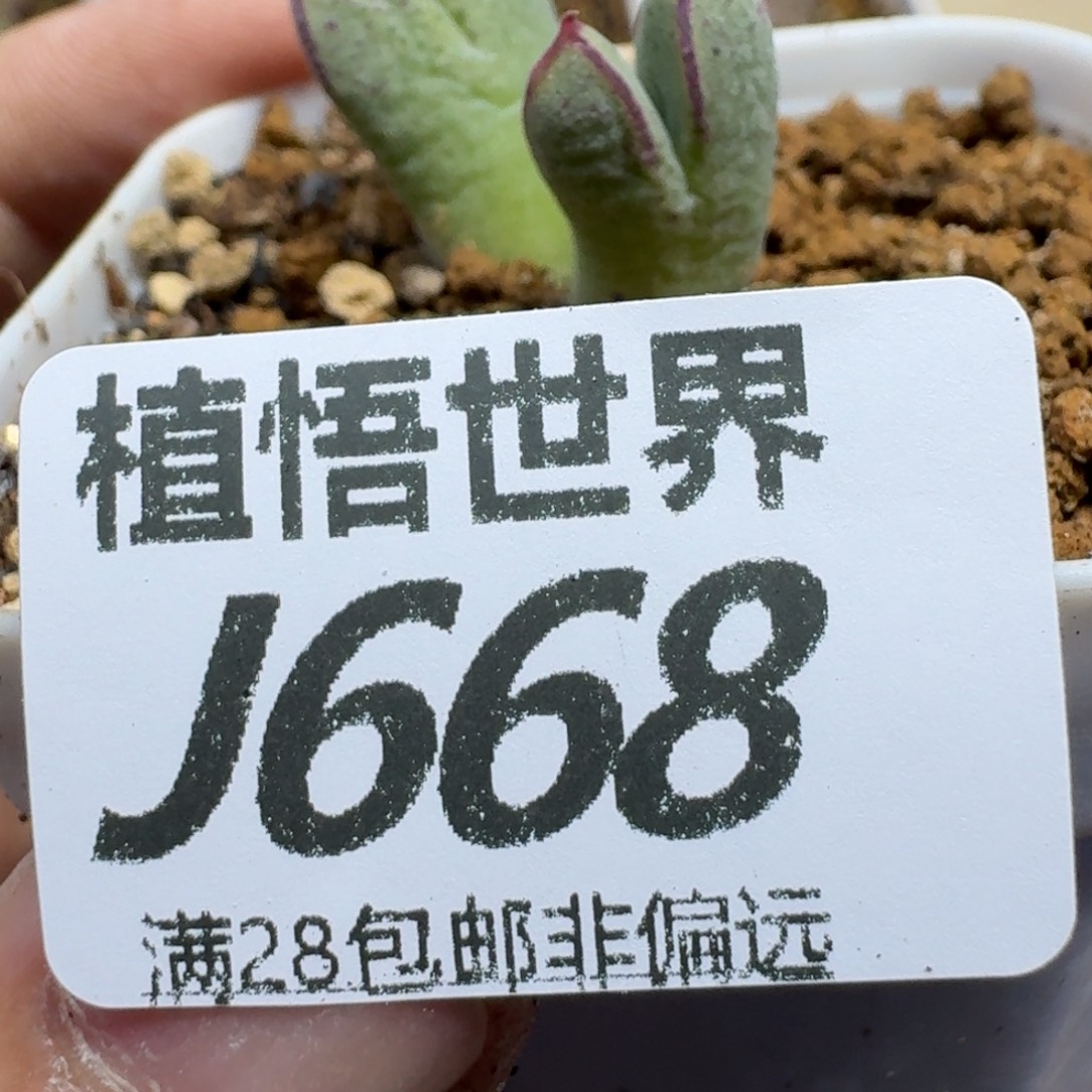 多肉植物的人生fvb