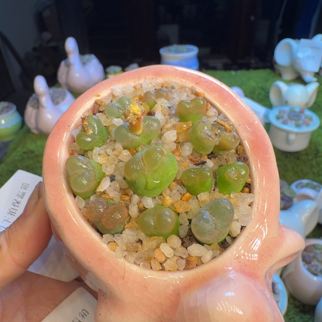 多肉植物福利冲1487