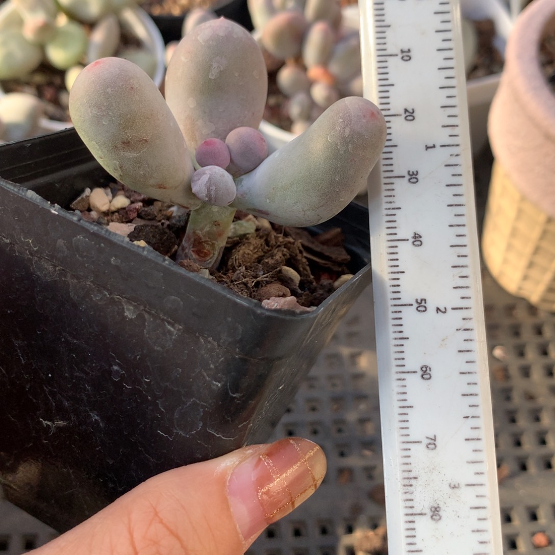 米可奶 不凑满28元发一片叶 不售后 到付