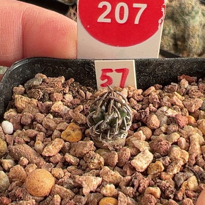 实生伯德克升龙丸娇丽1cm