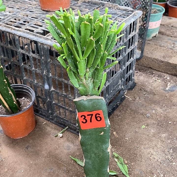 无花朵瑕疵苗028，376号新疆不包邮