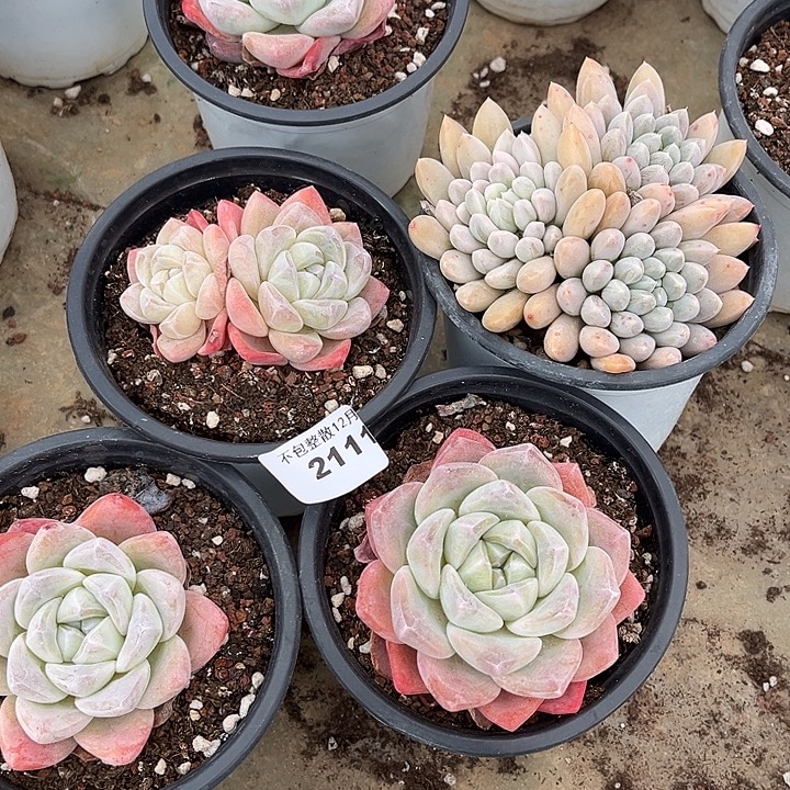 阿雅园艺。       2111