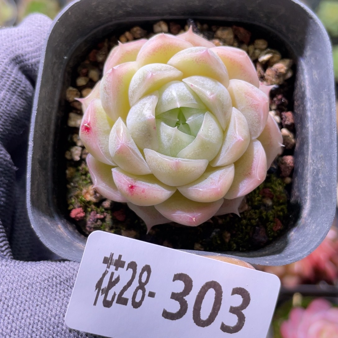 花利美28-303麦秆