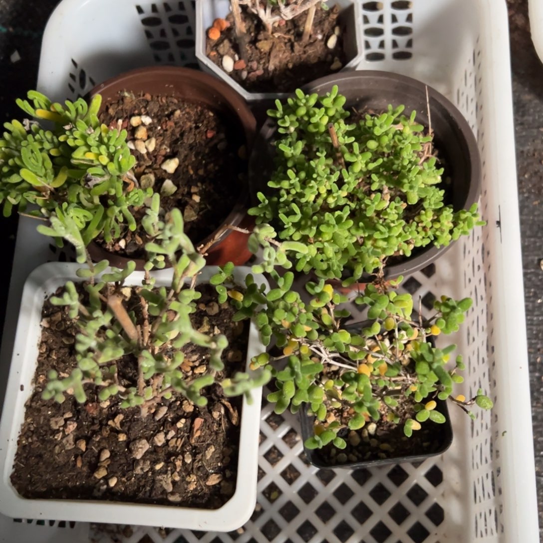 10号套餐老桩福利精品