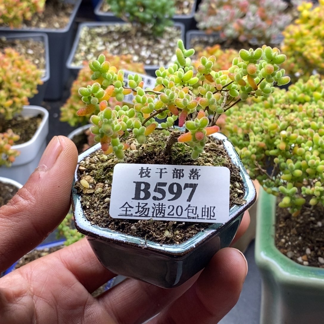 ^***嬷蜜橘糖球597。            