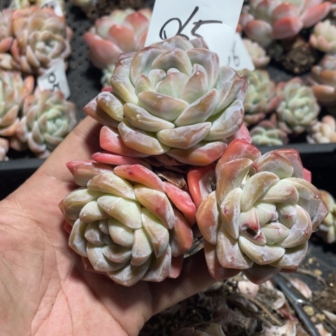 068冰玉3头大老桩12厘米