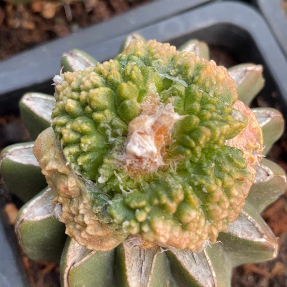 全部花朵对叶宽犹哥怒锦032