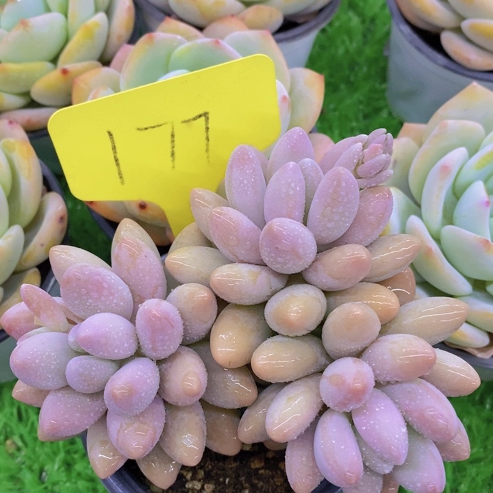 多肉植物开心多肉