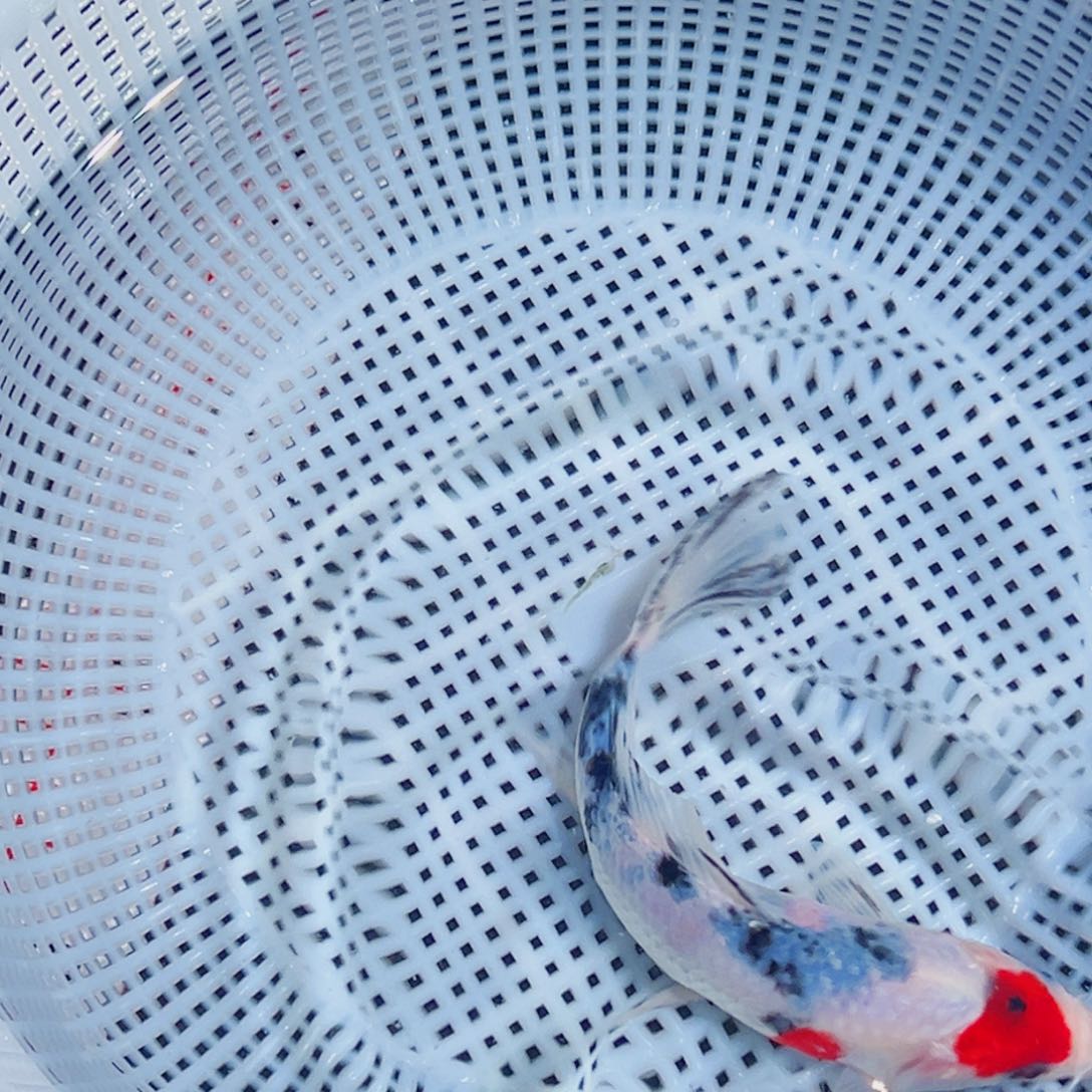 锦鲤锦鲤观赏鱼1111