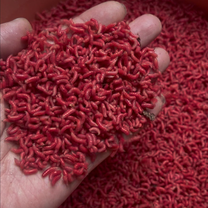 （包邮）1瓶试钓装鲜活红蛆虫溪流综合钓饵适用于鲫鱼野钓的活饵