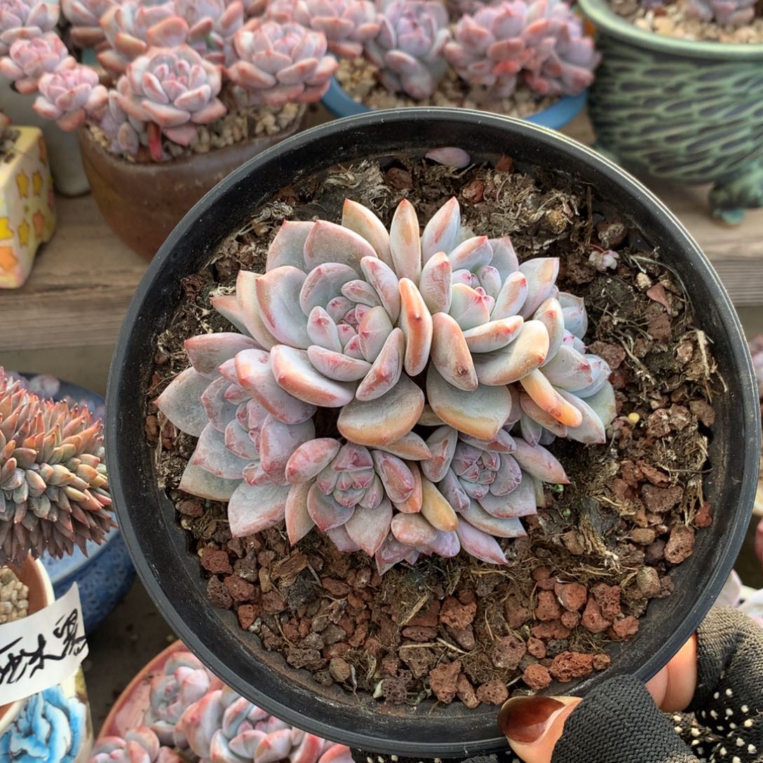 石榴籽无砍小脸花花