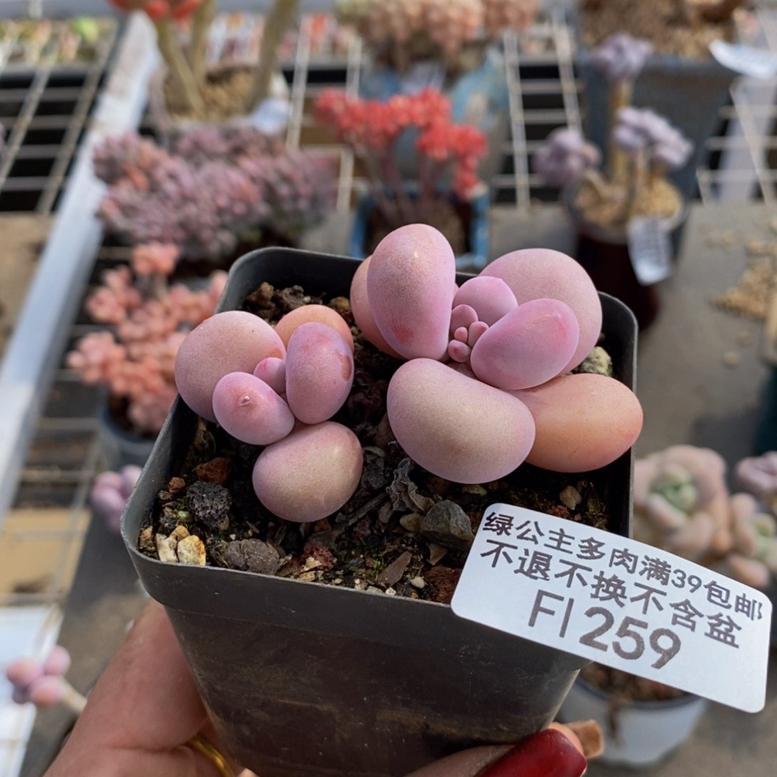 腰子桃蛋259/5c m